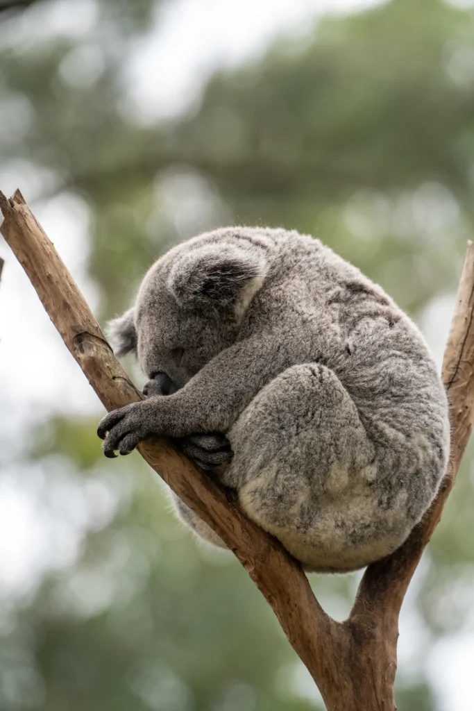 Koala fotografiado durante el viaje a Australia